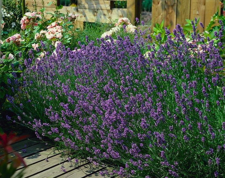 Tuinplanten