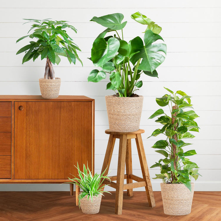 Kamerplant