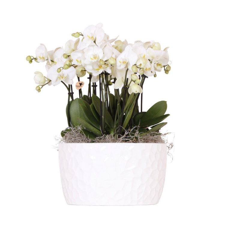 Orchideeën