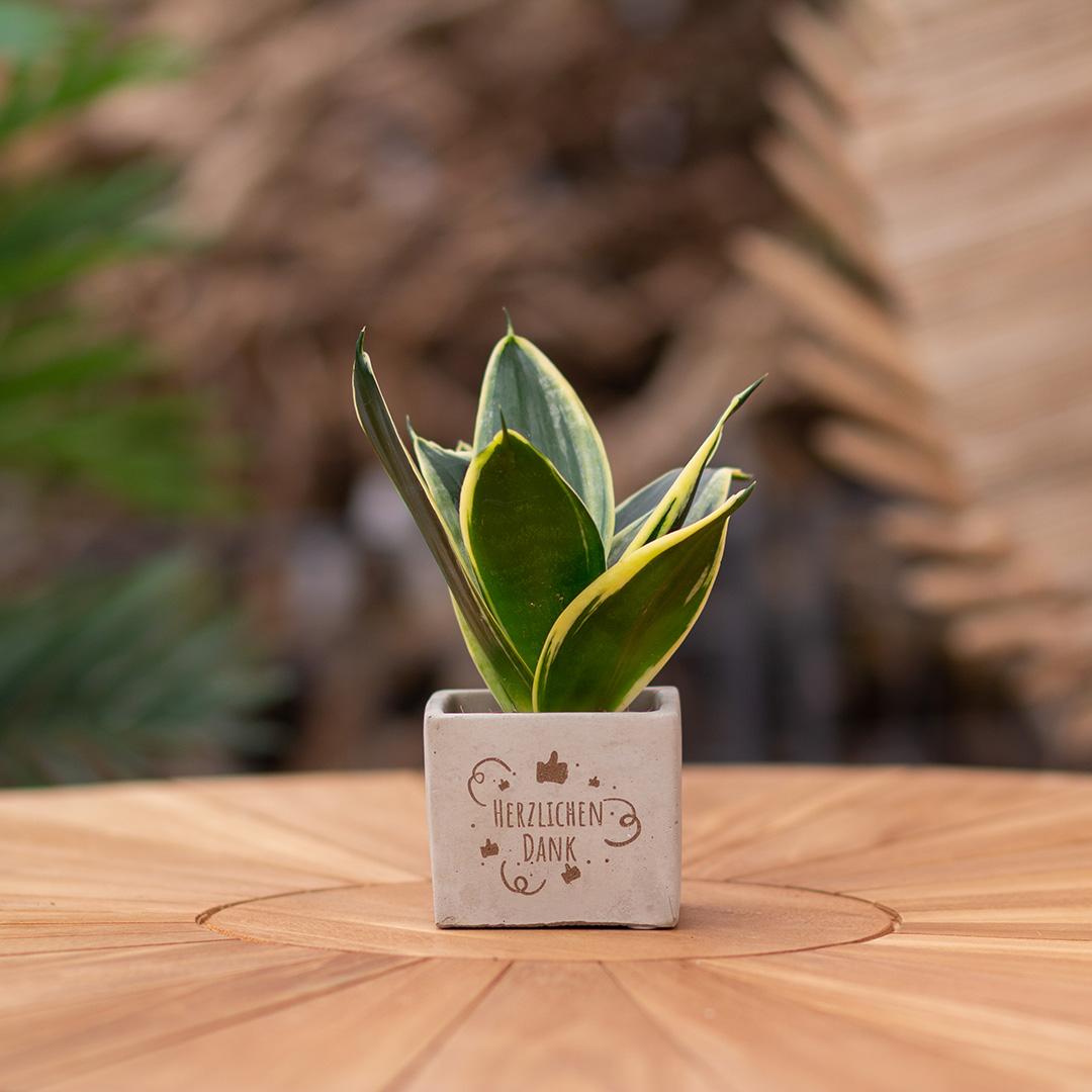 Congreet Blumentöpfe + Sansevieria | Herzlichen Dank