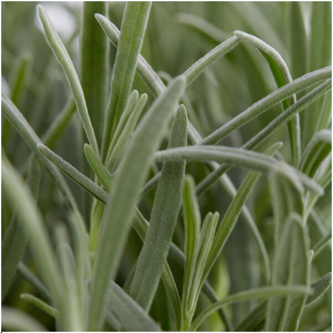 12 x 6 pack Lavender angustifolia - Ø7 cm - ↕15 cm