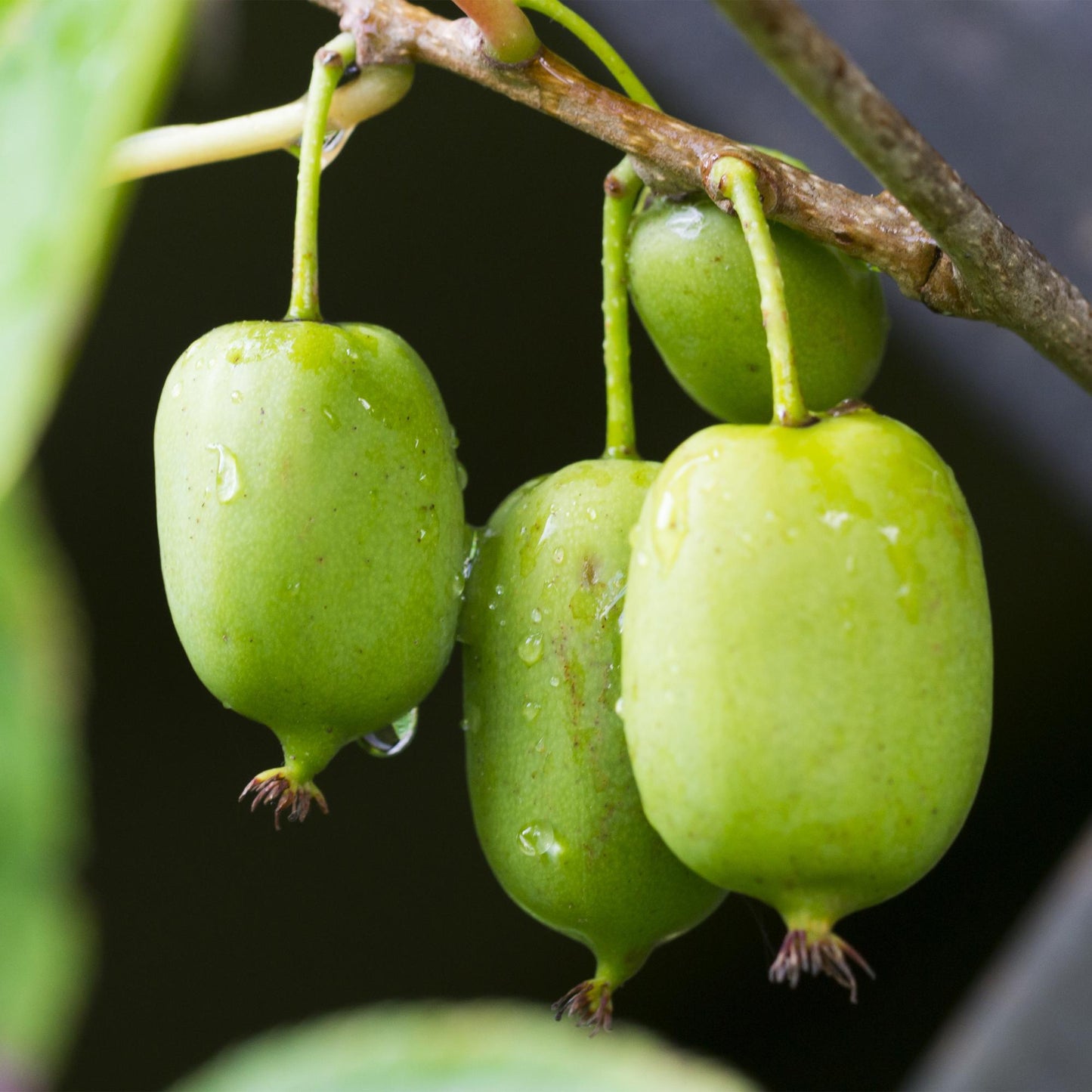 Green boutiQ - Fruitplant - Kiwi - Actinidia arguta Issai - Groene Vrucht - 2 planten - Pot 11cm Hoogte 40cm