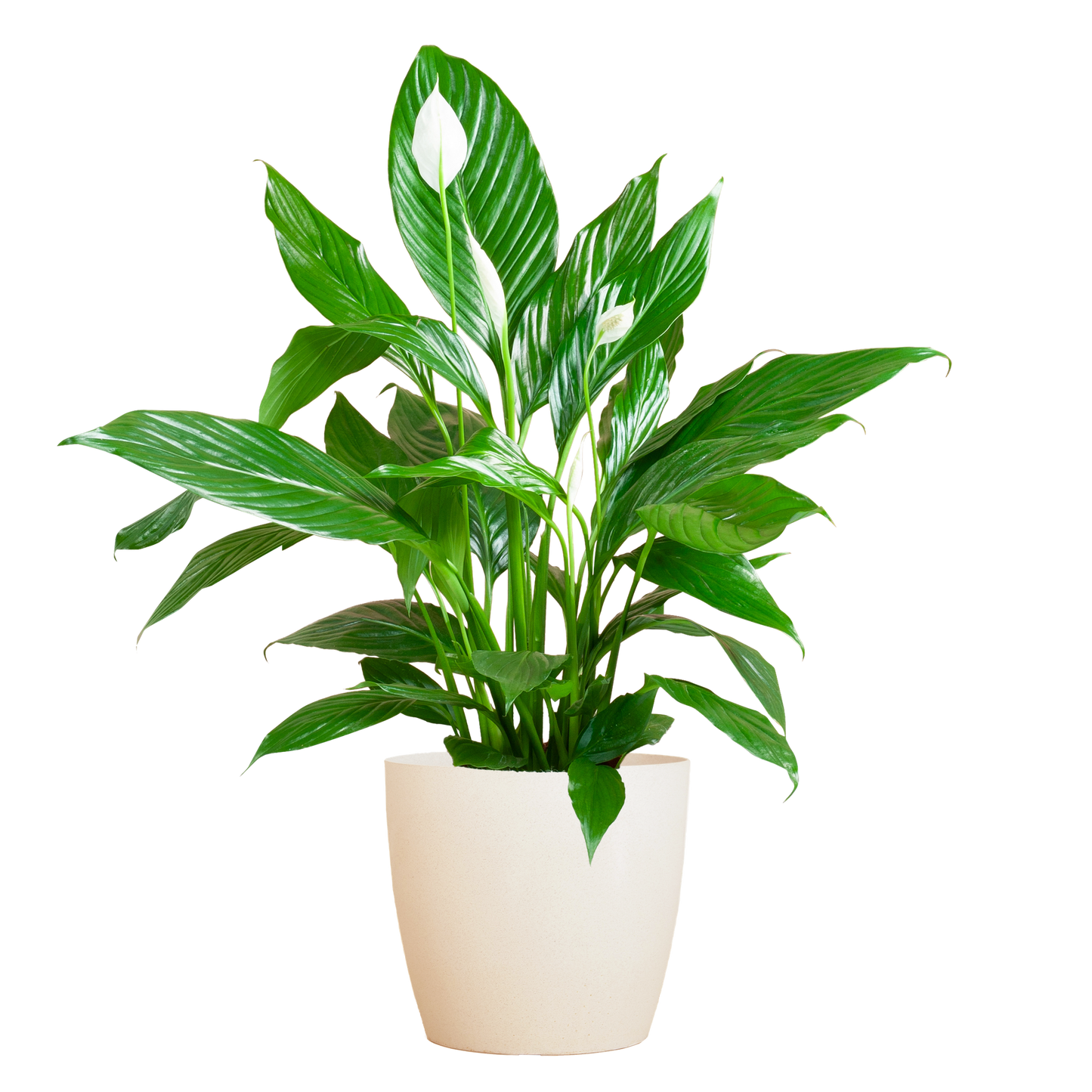 Spathiphyllum with Viber white - 80cm - Ø21