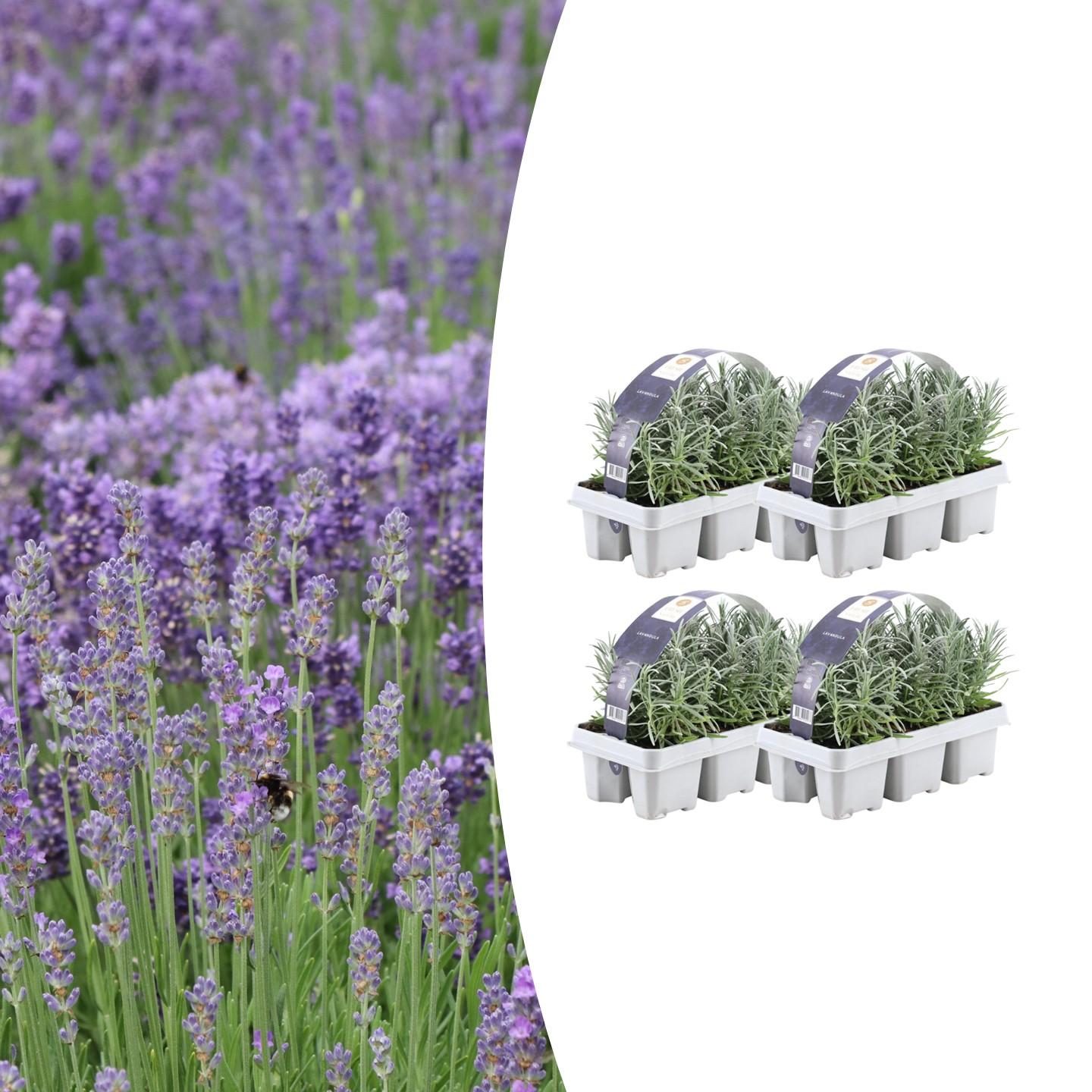 4x 6 pack Lavender angustifolia - Ø7 cm - ↕15 cm