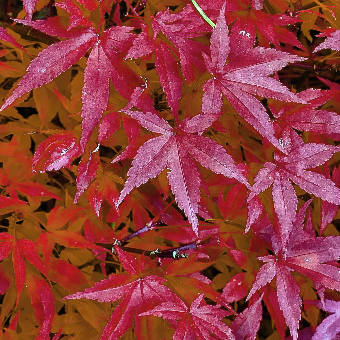 Green boutiQ - Terrace plant - Japanese Maple - Acer palmatum Pink Dwarf - Pink - 1 Plant - Deciduous - Pot 19cm Height 70cm