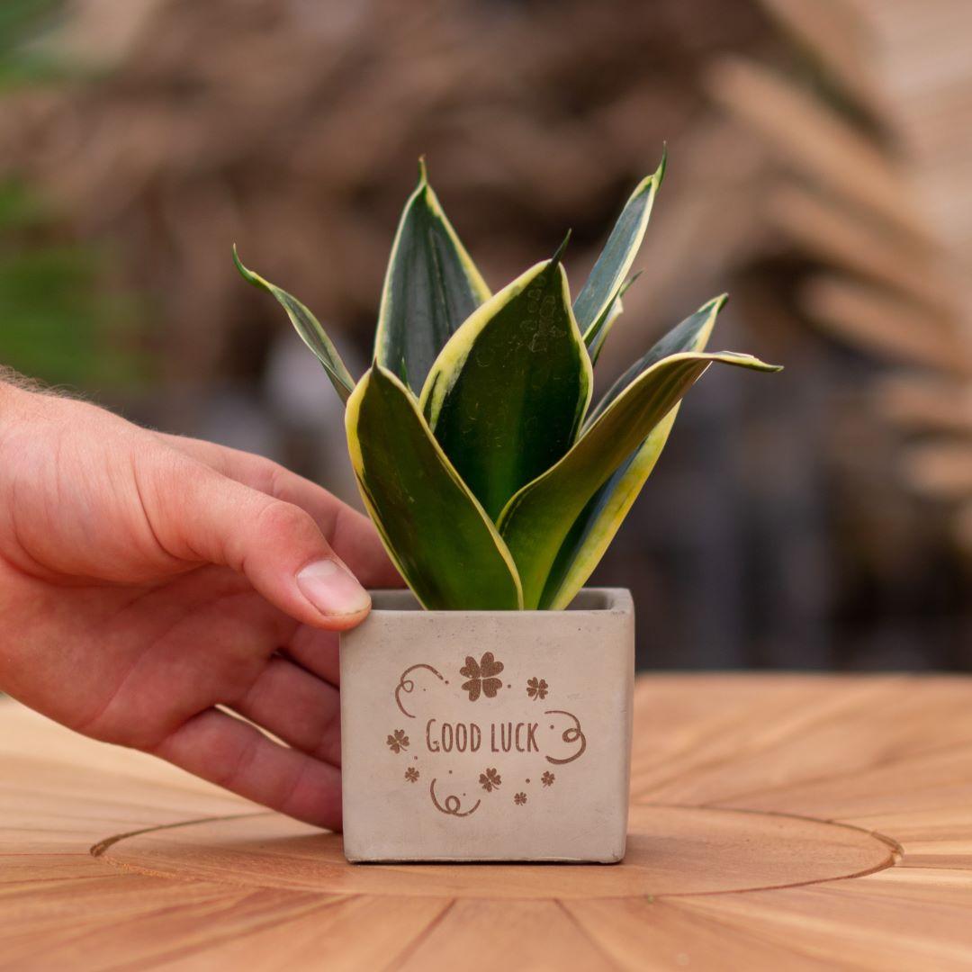 Congreet plant pots + Sansevieria | Good luck