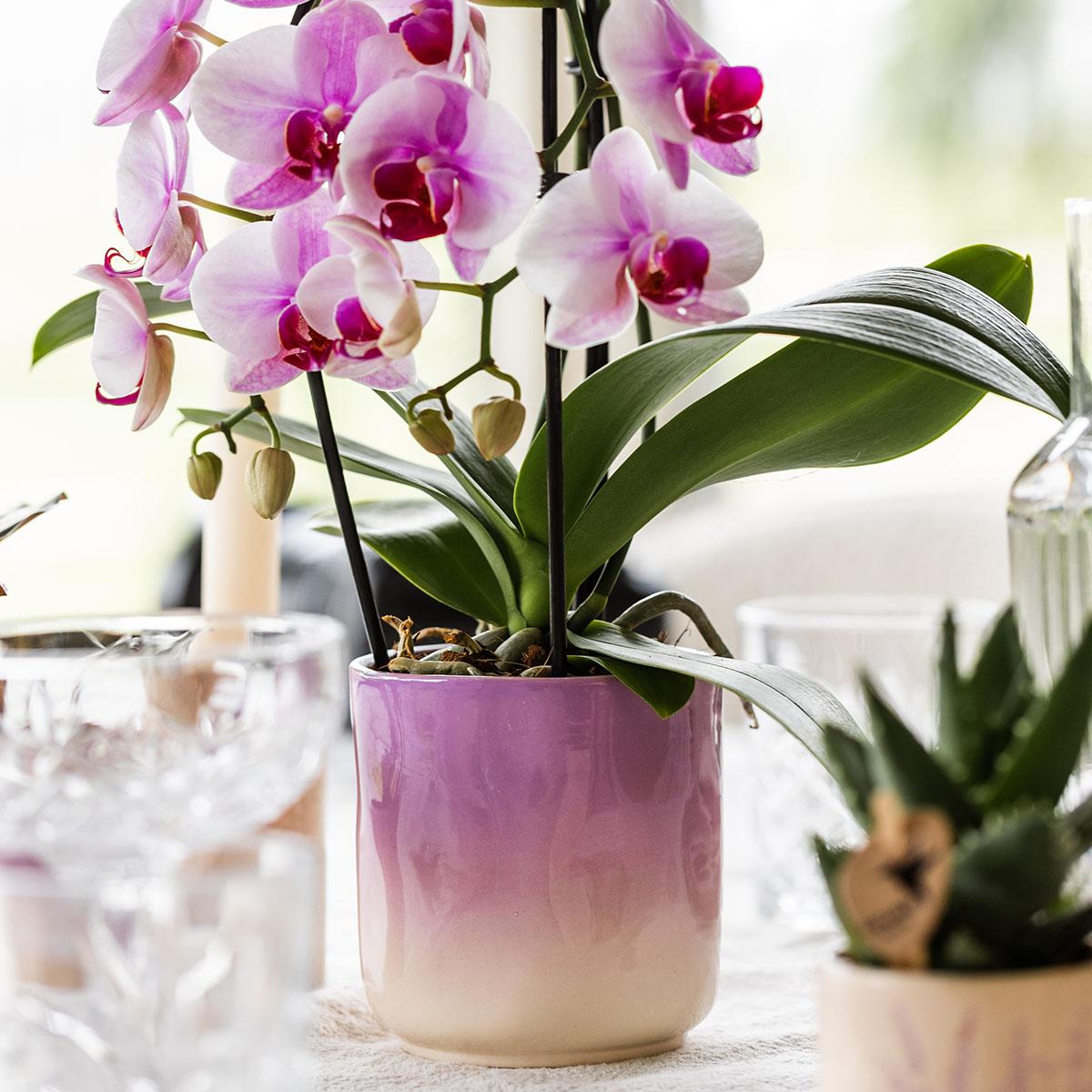 Hummingbird Home | Gradience decorative pot - Purple - Ø9cm