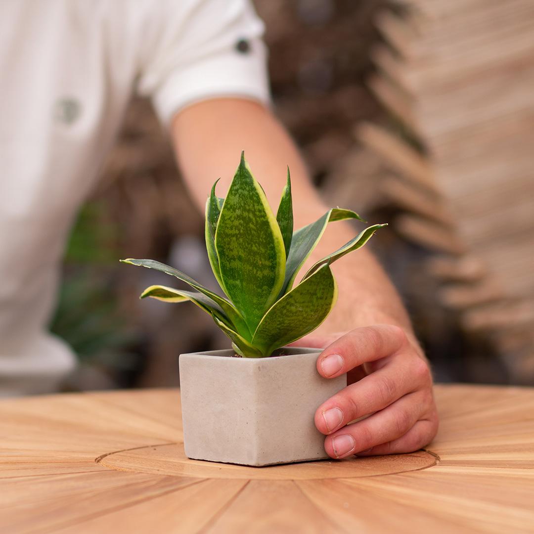 Congreet plant pots + Sansevieria | I love you