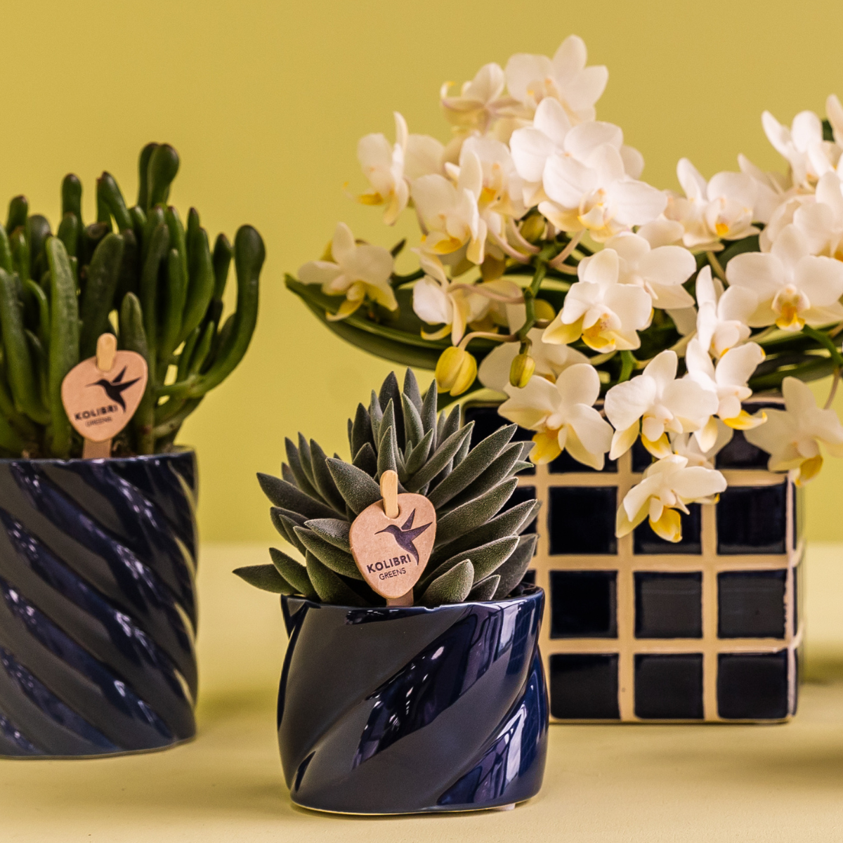 Hummingbird Greens | Green plant - Succulent Tarantula - green houseplant - fresh from the grower - Ø6cm