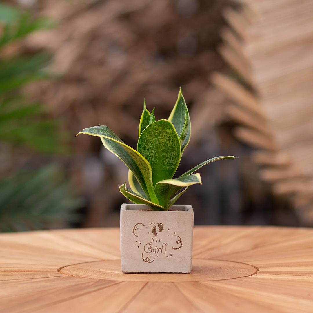 Congreet plant pots + Sansevieria | It's a girl