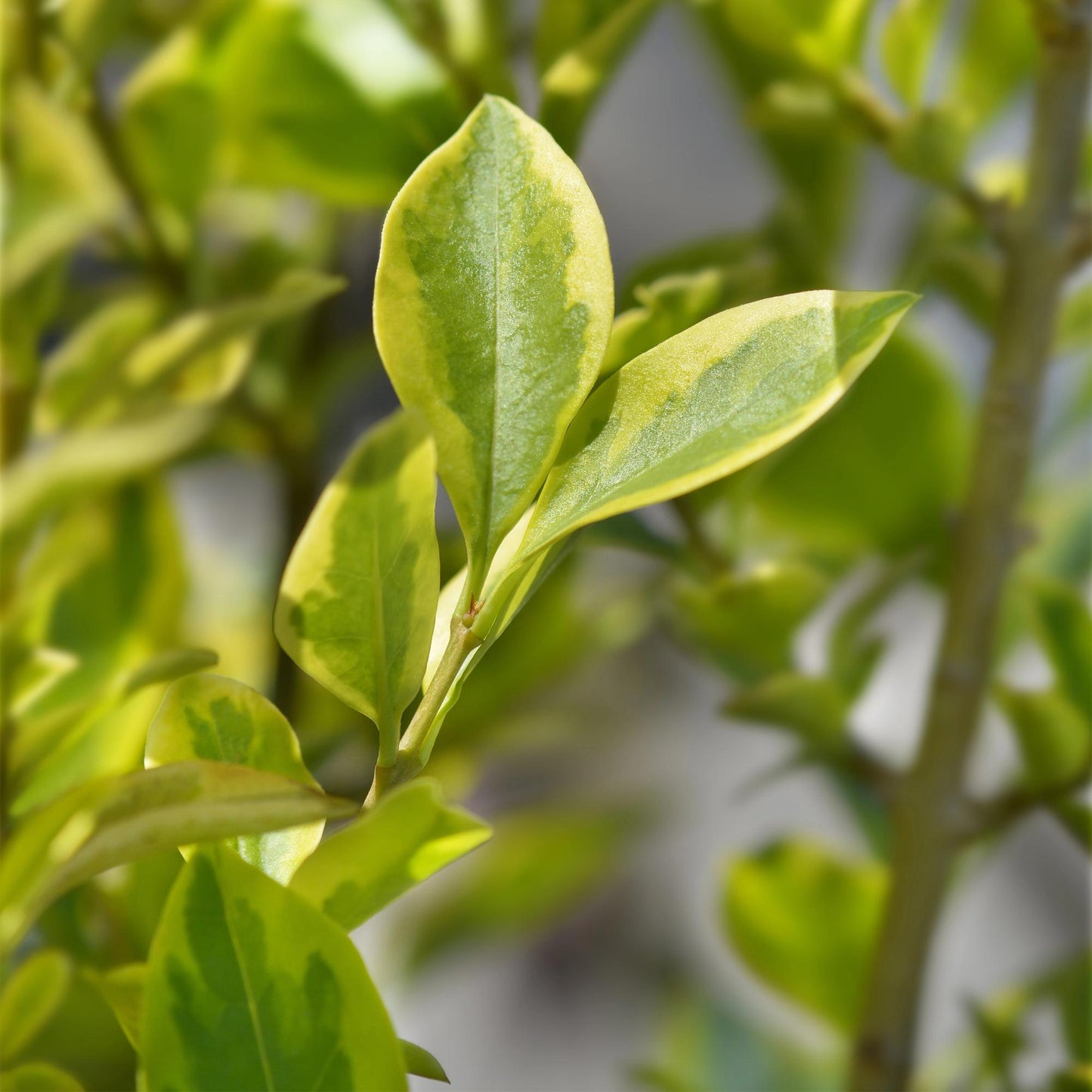 Green boutiQ - Hedge plants - Ligustrum ovalifolium Aureum - leaf yellow green - 8 plants - 1 linear meter - evergreen - pot 9cm height 35-40cm