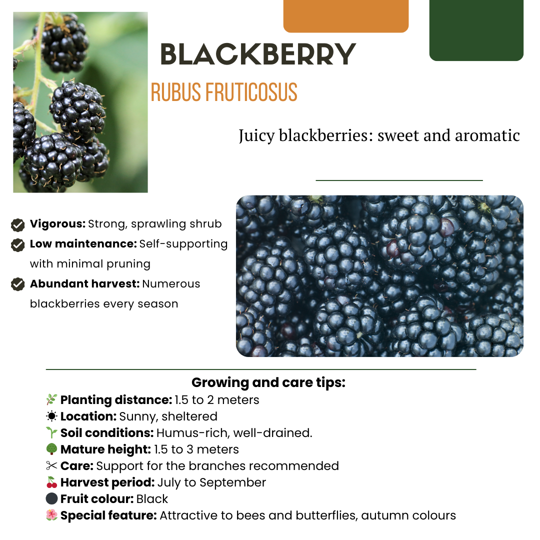 "Fruit party" BIO Fruit plants mix set of 3 different types