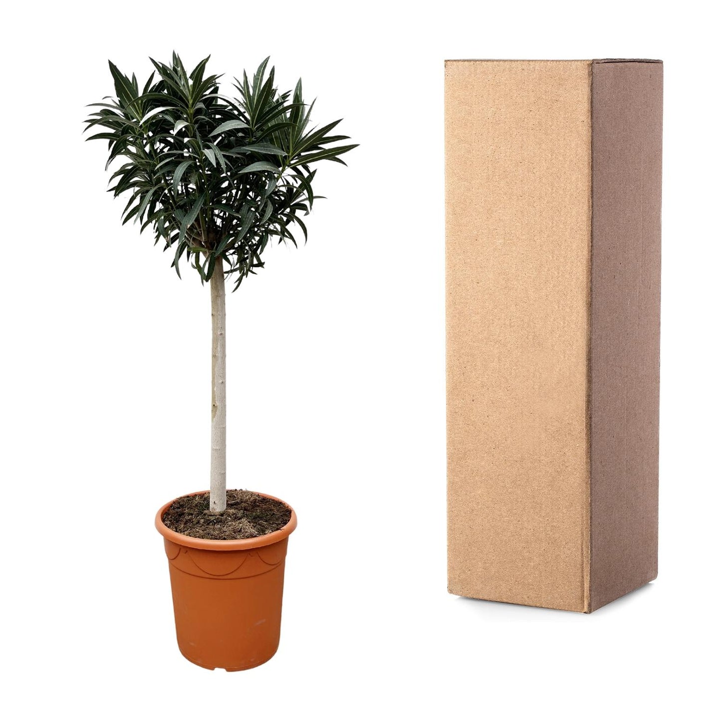 Nerium Oleander on trunk with pink flower - 200cm - Ø35