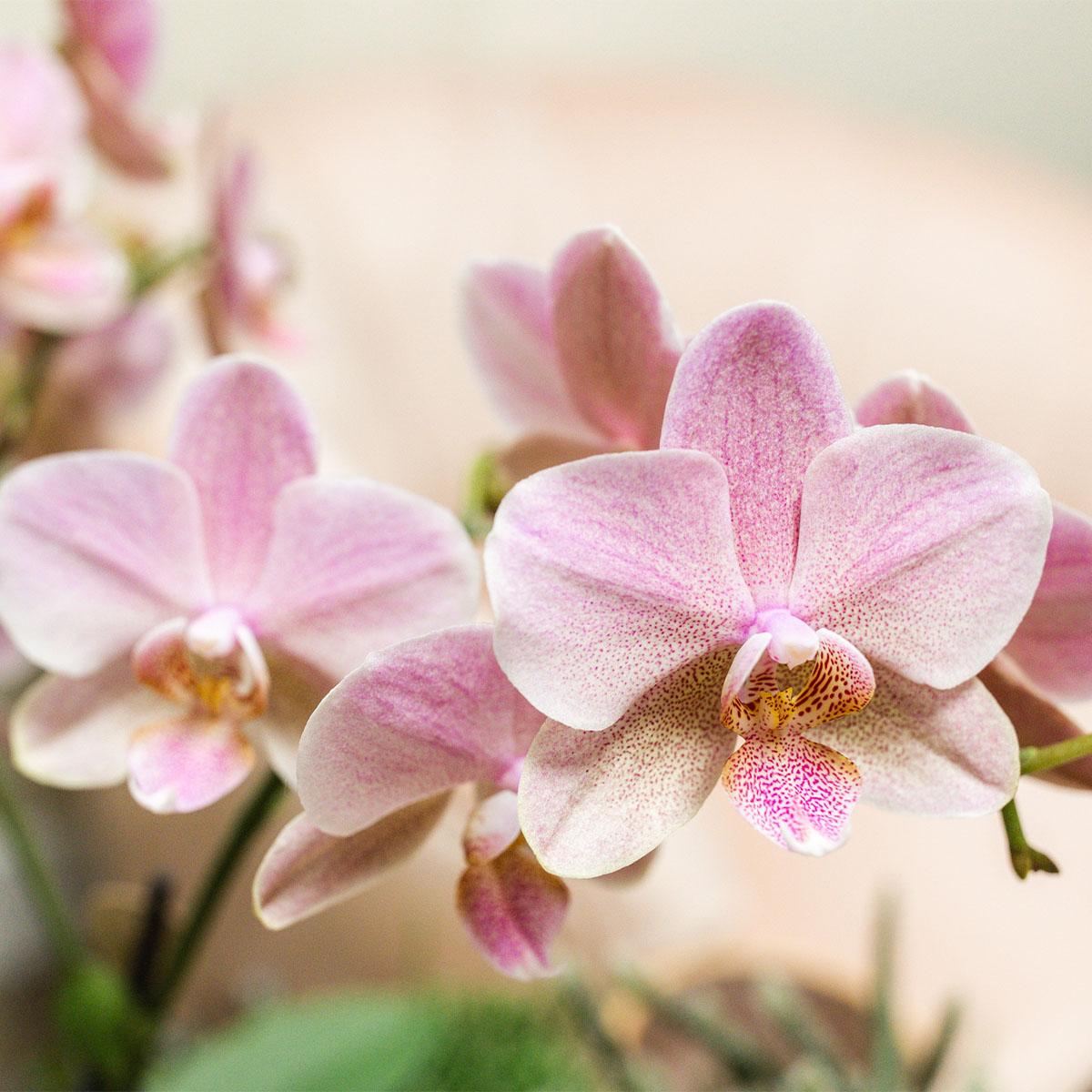 Kolibri Orchids I COMBI DEAL of 2 old pink Phalaenopsis orchids - Treviso - pot size Ø12cm | flowering houseplant - fresh from the grower