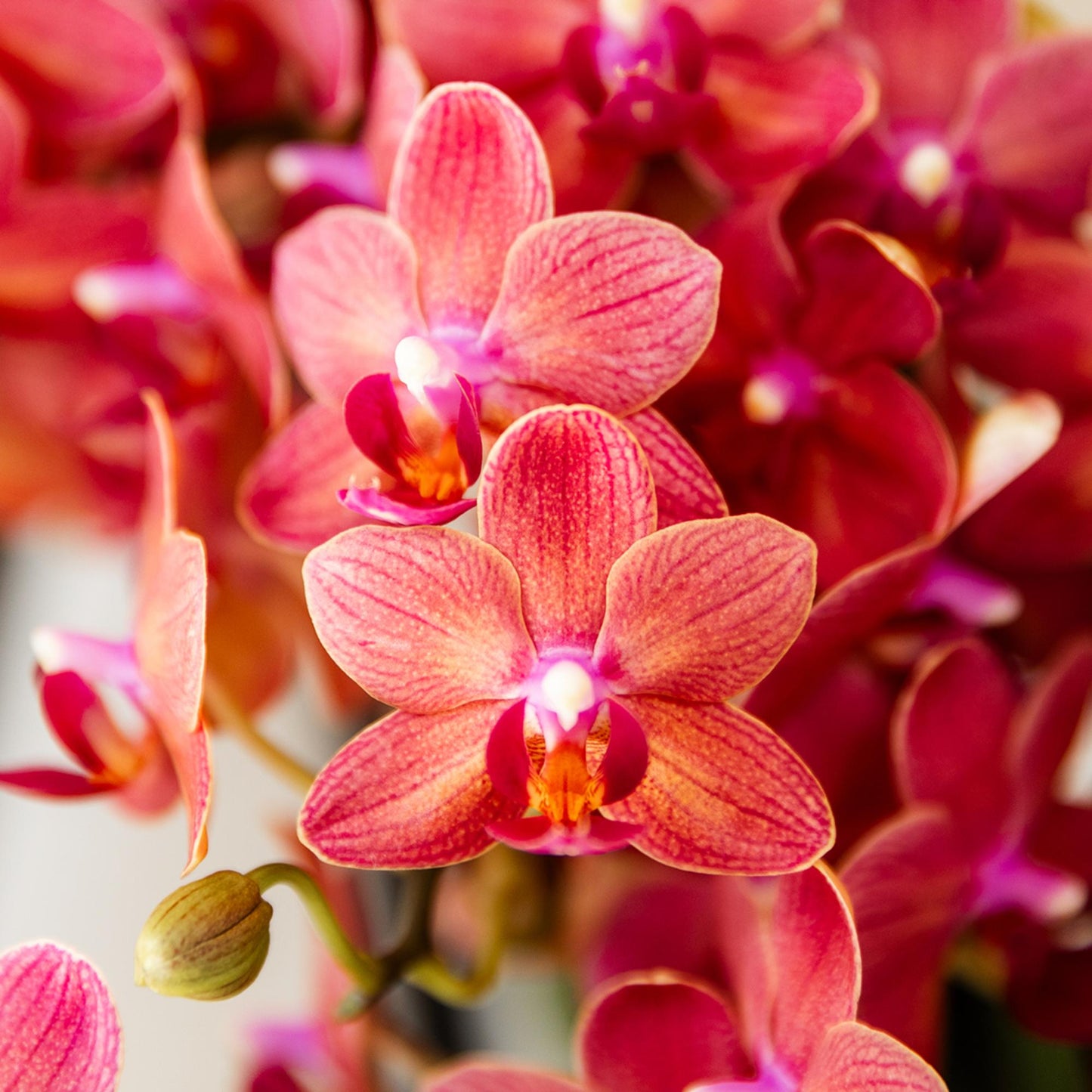 Kolibri Orchids | red Phalaenopsis orchid pot size Ø9cm | Congo | flowering houseplant - fresh from the grower