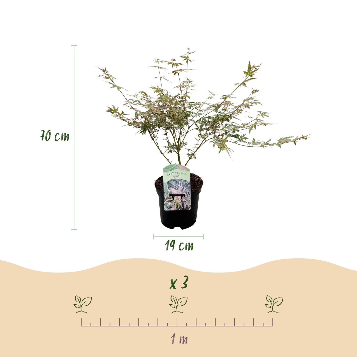 Green boutiQ - Terrace plant - Japanese Maple - Acer palmatum Iyoshi - Pink - 1 Plant - Deciduous - Pot 19cm Height 70cm