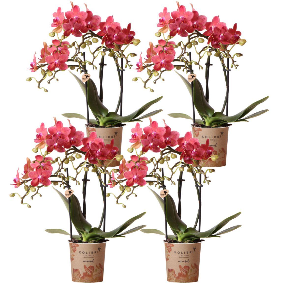 Kolibri Orchids | COMBI DEAL of 4 orange Phalaenopsis orchids - Congo - pot size Ø9cm | flowering houseplant - fresh from the grower