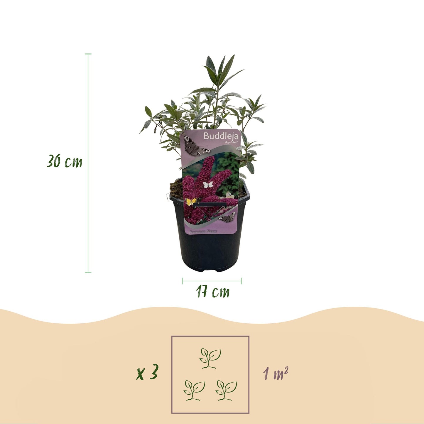 Butterfly bush - Buddleja davidii Royal Red