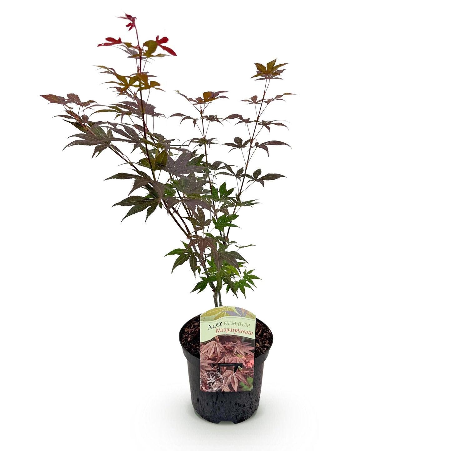 Green boutiQ - Terrace plant - Japanese Maple - Acer palmatum Atropurpureum - Purple - 1 Plant - Deciduous - Pot 19cm Height 70cm