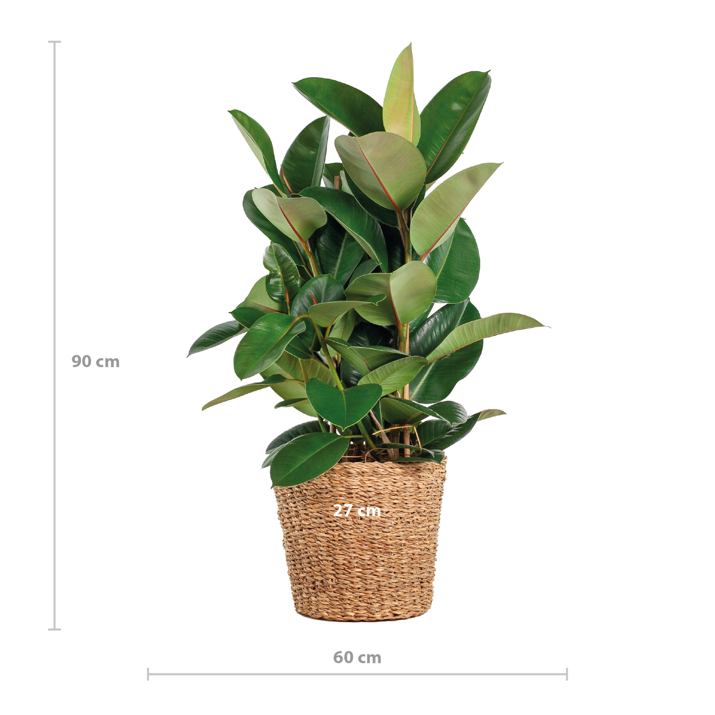 Ficus Elastica Robusta XL with basket Torun - 90cm - Ø27