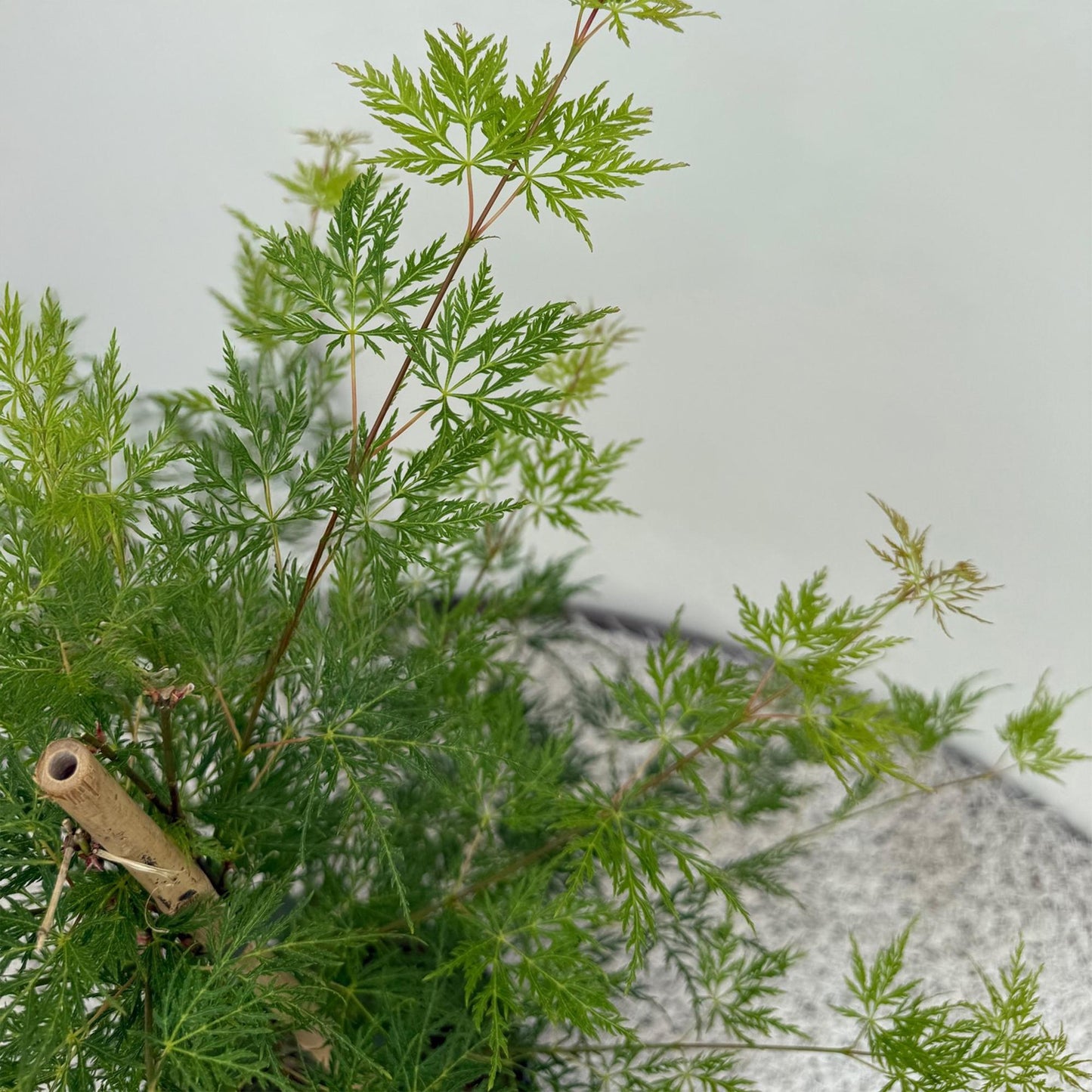 Green boutiQ - Terrace plant - Japanese Maple - Acer palmatum Emerald Lace - Green - 2 Plants - Deciduous - Pot 19cm Height 70cm
