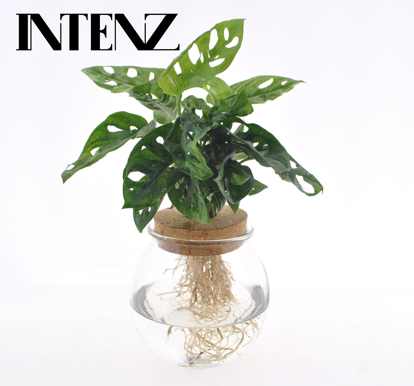 Monstera Adansonii in Convex Glass + Click Cork - Ø12cm - ↕25cm