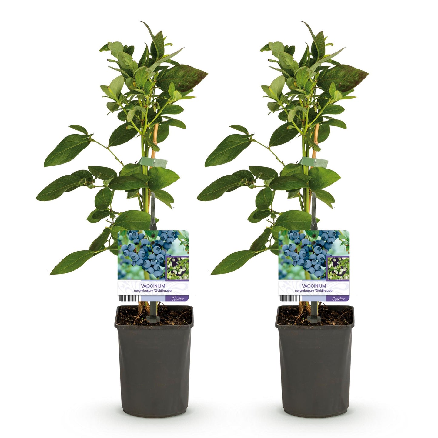 Green boutiQ - Fruit plant - Blueberry - Vaccinium corymbosum Goldtraube - Blueberry - Thornless - 2 plants - Pot 11cm Height 40cm