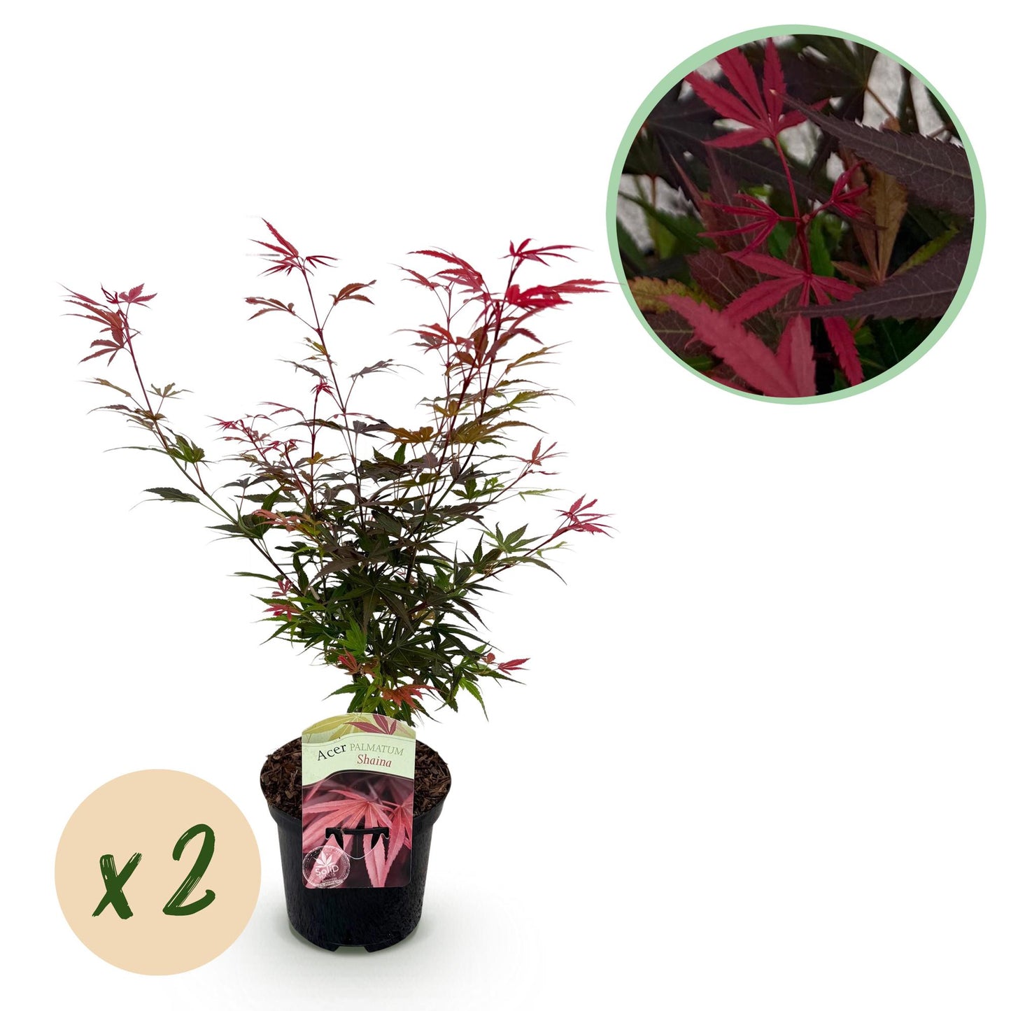 Green boutiQ - Terrace plant - Japanese Maple - Acer palmatum Shaina - Red - 2 Plants - Deciduous - Pot 19cm Height 70cm