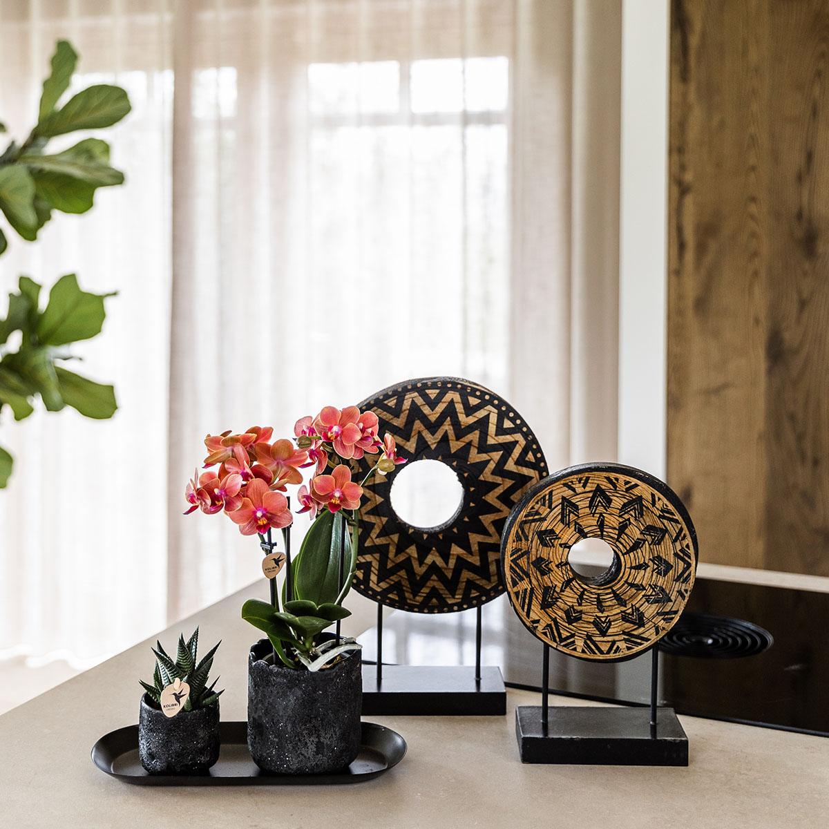 Hummingbird Home | Moon decorative pot - Black - Ø9cm