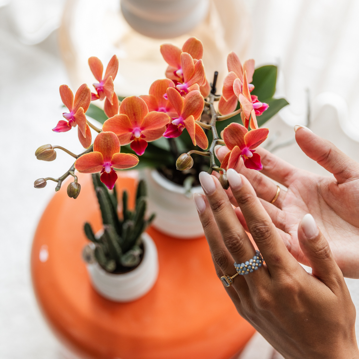 Kolibri Orchids | COMBI DEAL of 4 orange Phalaenopsis orchids - Bolzano - pot size Ø9cm | flowering houseplant - fresh from the grower