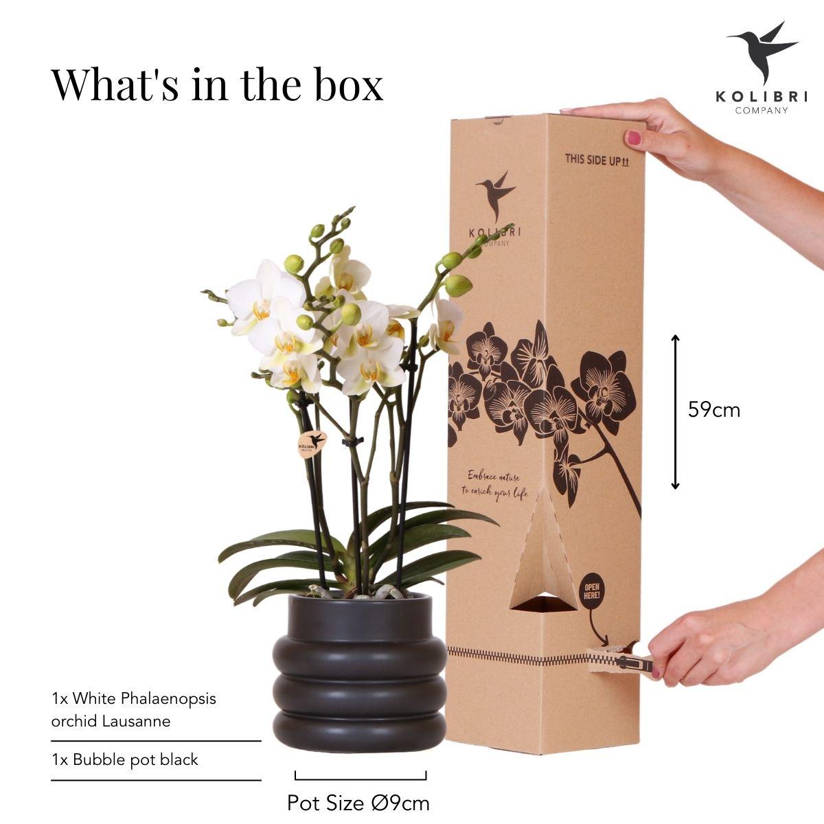 Hummingbird Orchids | White phalaenopsis orchid - Lausanne + Bubble pot black - pot size Ø9cm | flowering houseplant - fresh from the grower