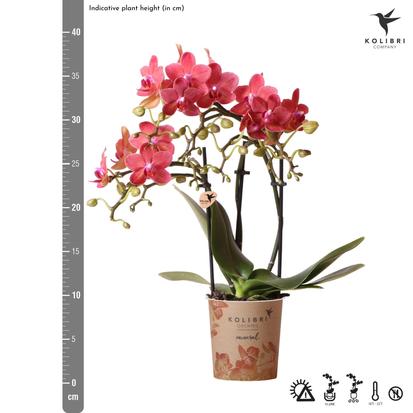 Kolibri Orchids | red Phalaenopsis orchid pot size Ø9cm | Congo | flowering houseplant - fresh from the grower