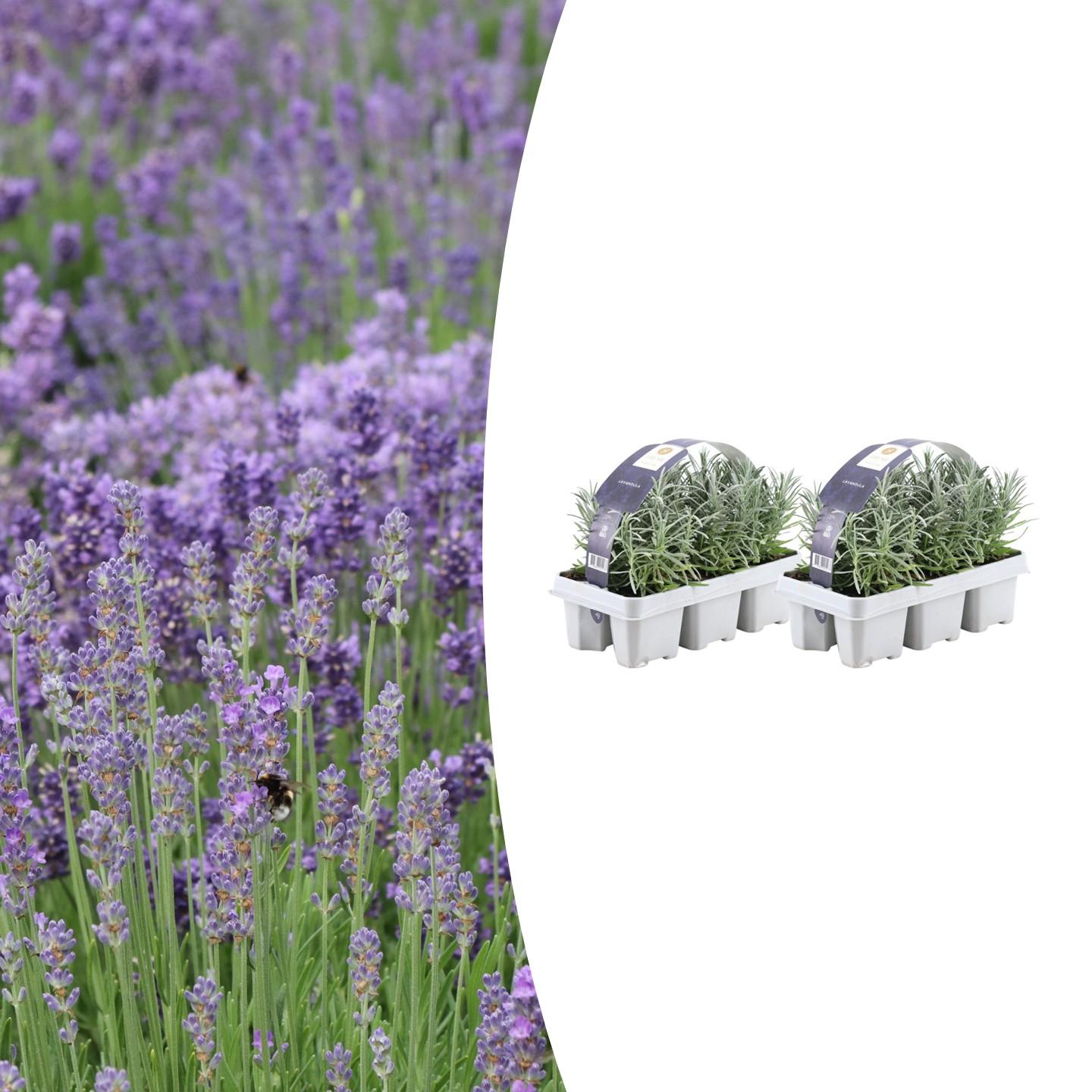 2x 6 pack Lavender angustifolia - Ø7 cm - ↕15 cm