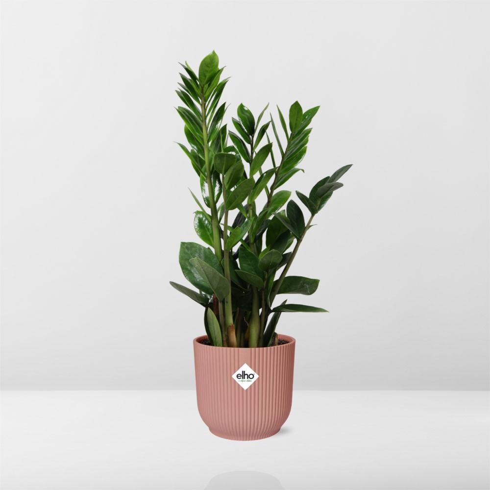 Zamioculcas – Height 45-50 in ELHO Vibes Fold 14cm pink