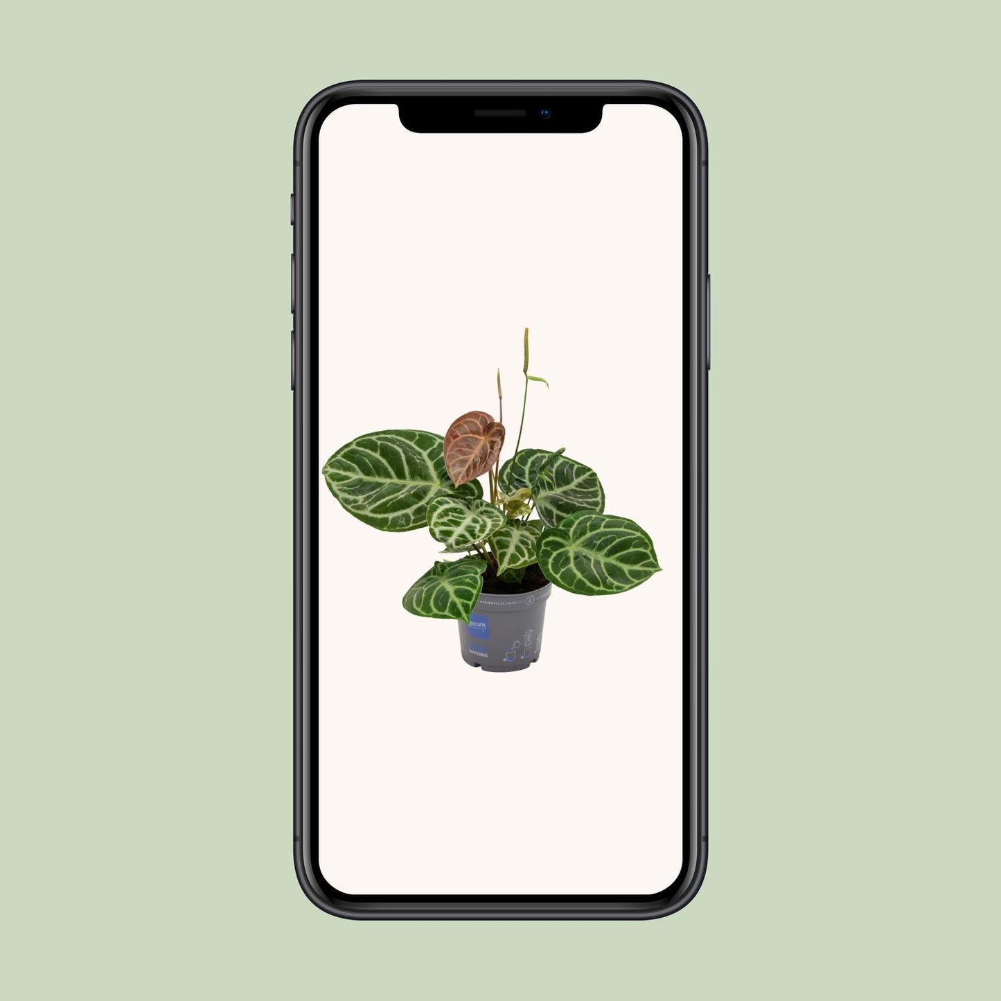 Anthurium Crystal Hybrid Compact - Ø17cm - ↕40cm