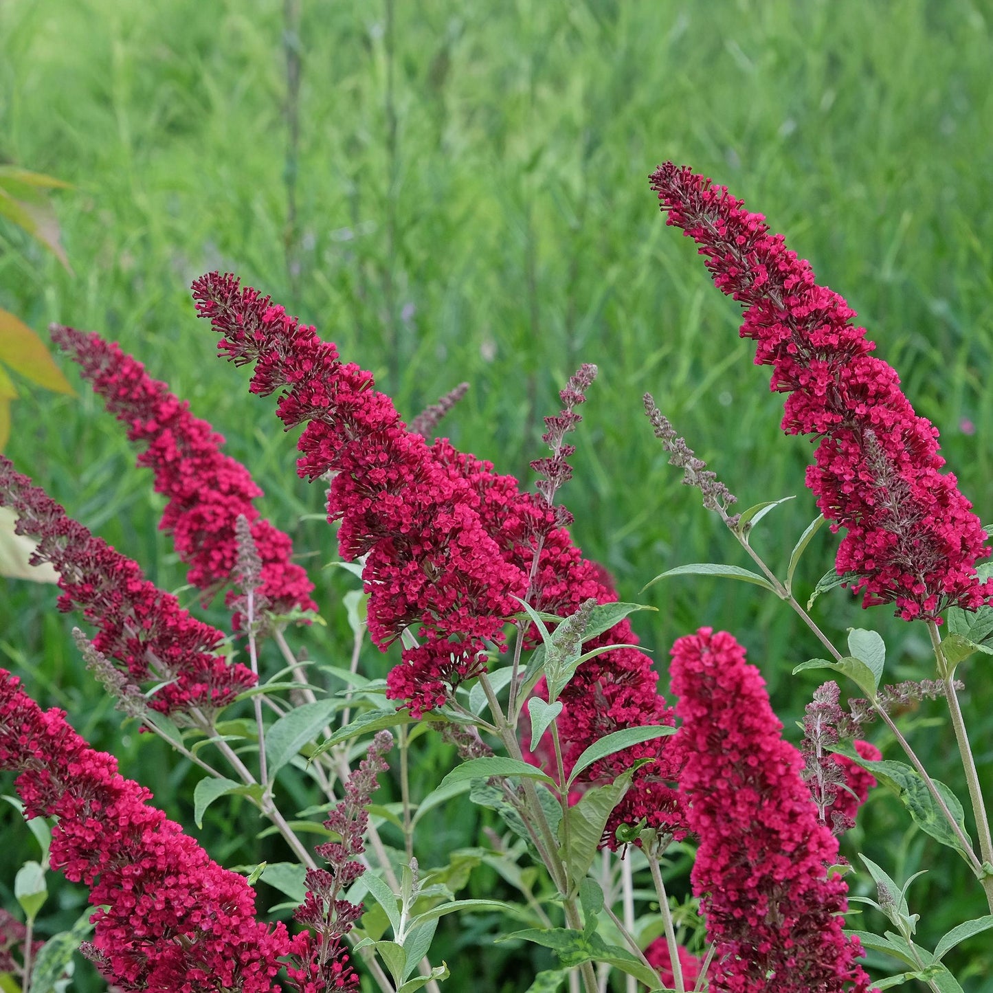 Butterfly bush - Buddleja davidii Royal Red