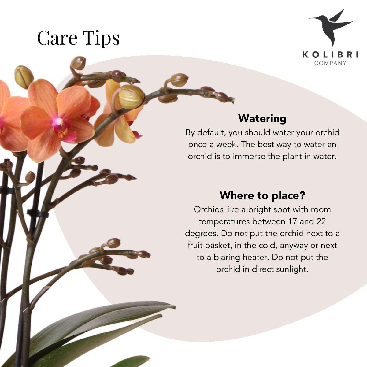 Kolibri Orchids | Orange Phalaenopsis orchid - Mineral Bolzano + Bubble pot white - pot size Ø9cm | flowering houseplant - fresh from the grower