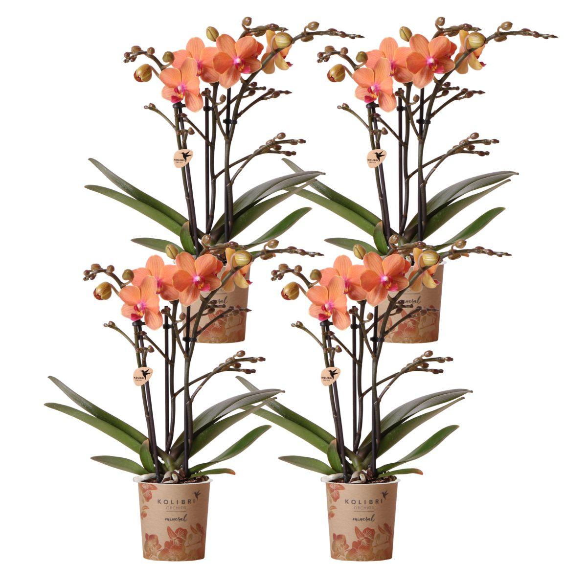 Kolibri Orchids | COMBI DEAL of 4 orange Phalaenopsis orchids - Bolzano - pot size Ø9cm | flowering houseplant - fresh from the grower