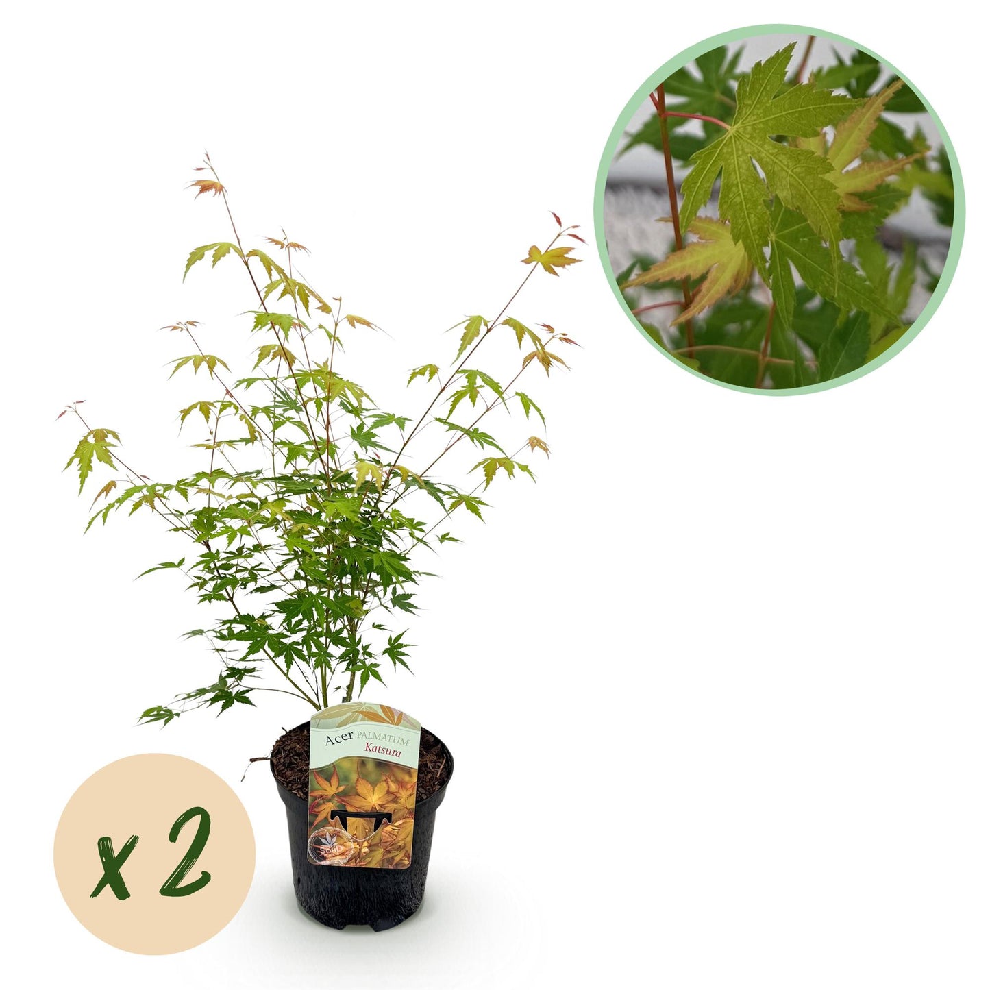 Green boutiQ - Terrace plant - Japanese Maple - Acer palmatum Katsura - Orange - 2 Plants - Deciduous - Pot 19cm Height 70cm