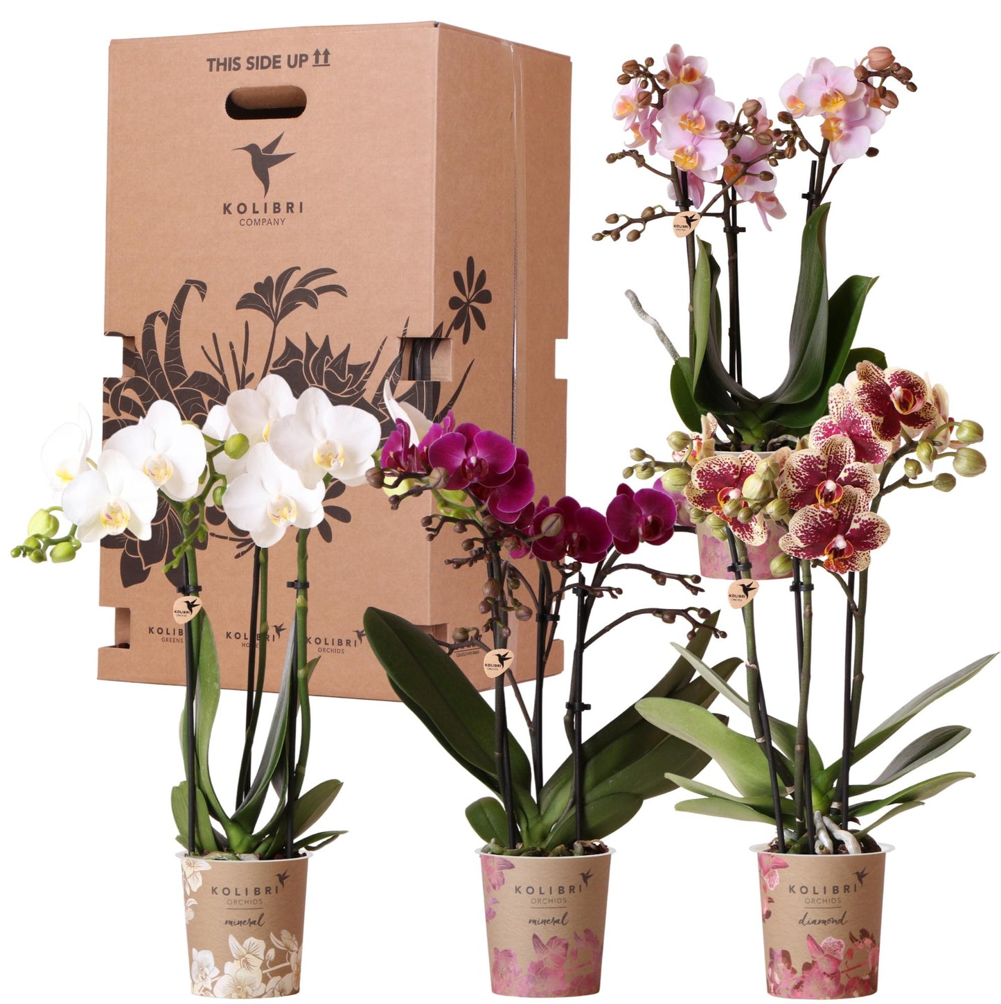 Surprise box mix - plant advantage box - surprise box with 4 different orchids ø9cm