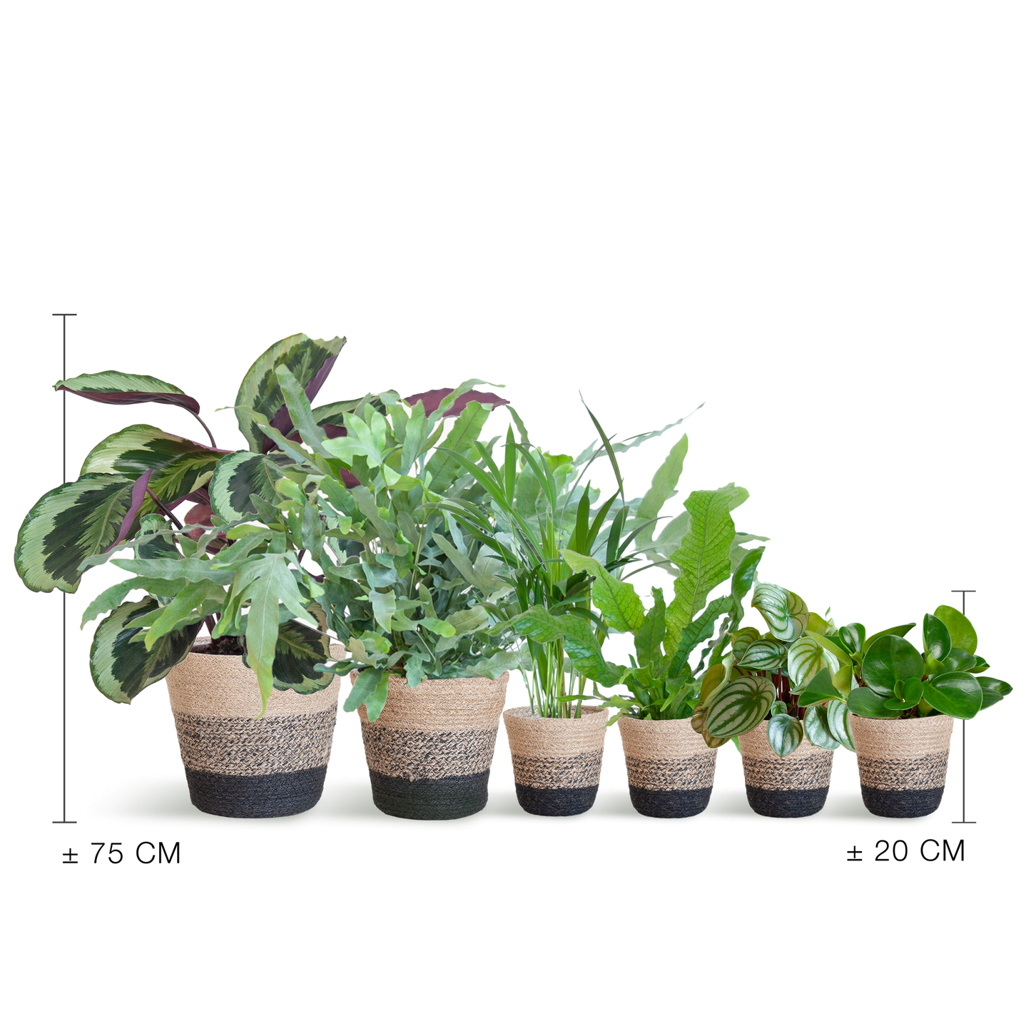 Animal Friendly Plant Set Large