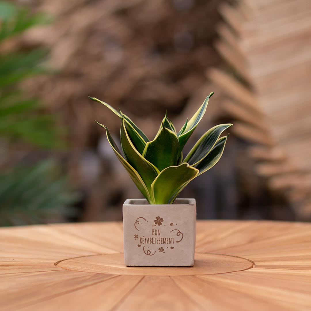 Congreet plant pots + Sansevieria | Bon rétablissement
