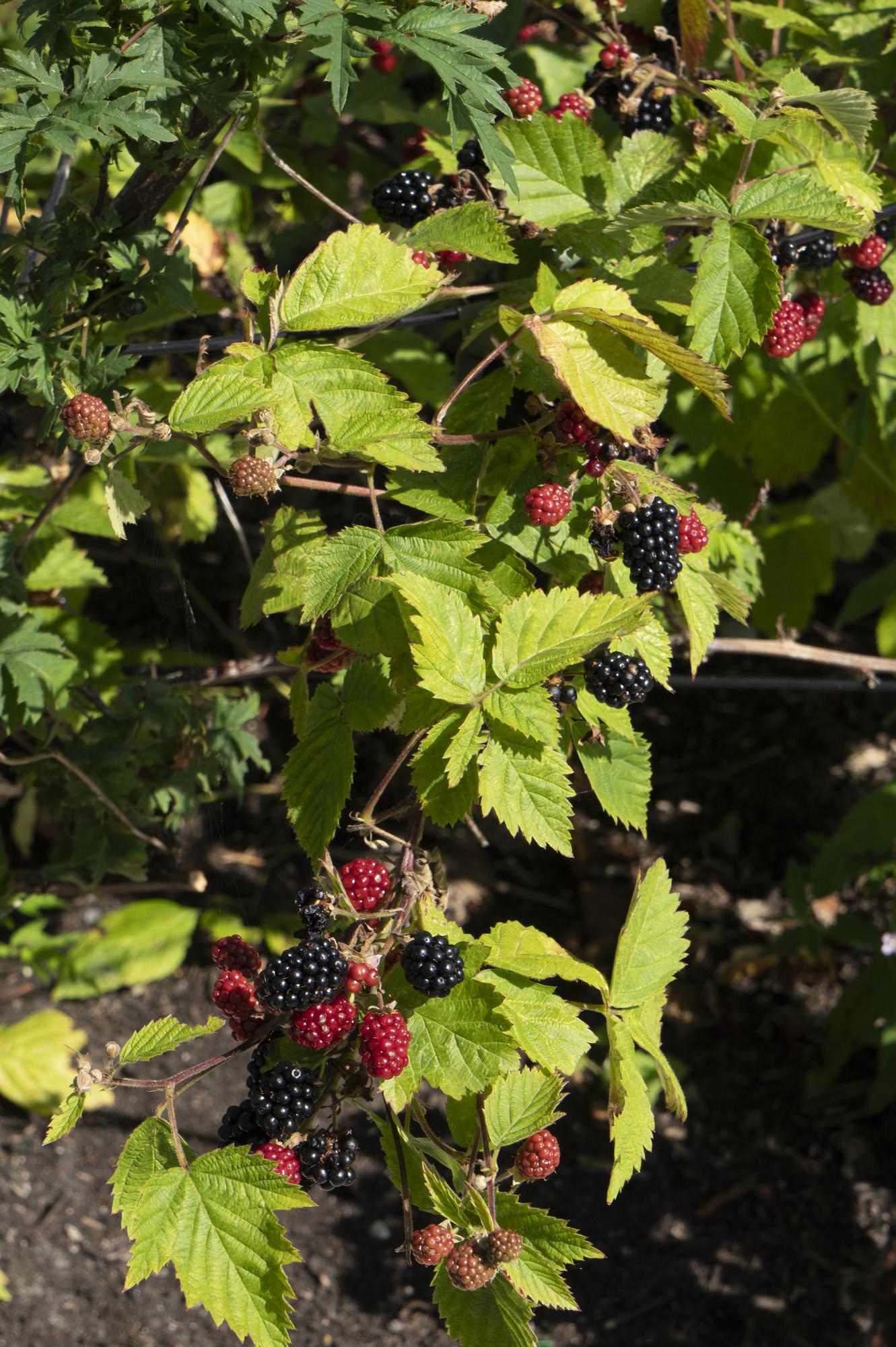 Rubus fruticosus 'Black Satin' - Thornless Blackberry - Ø13cm - ↕45cm