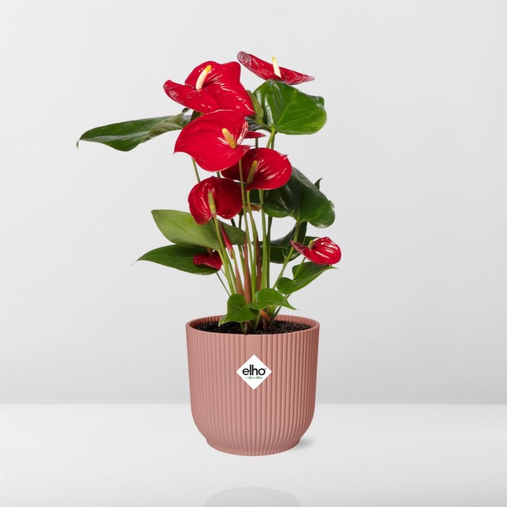 Anthurium Red 12cm in ELHO Vibes Fold 14cm pink
