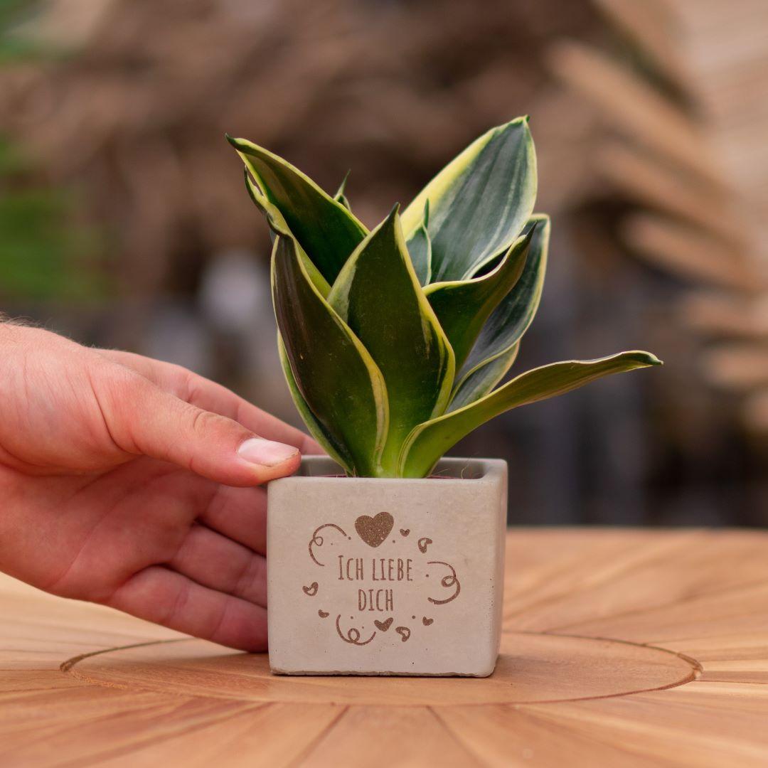 Congreet plant pots + Sansevieria | I love you
