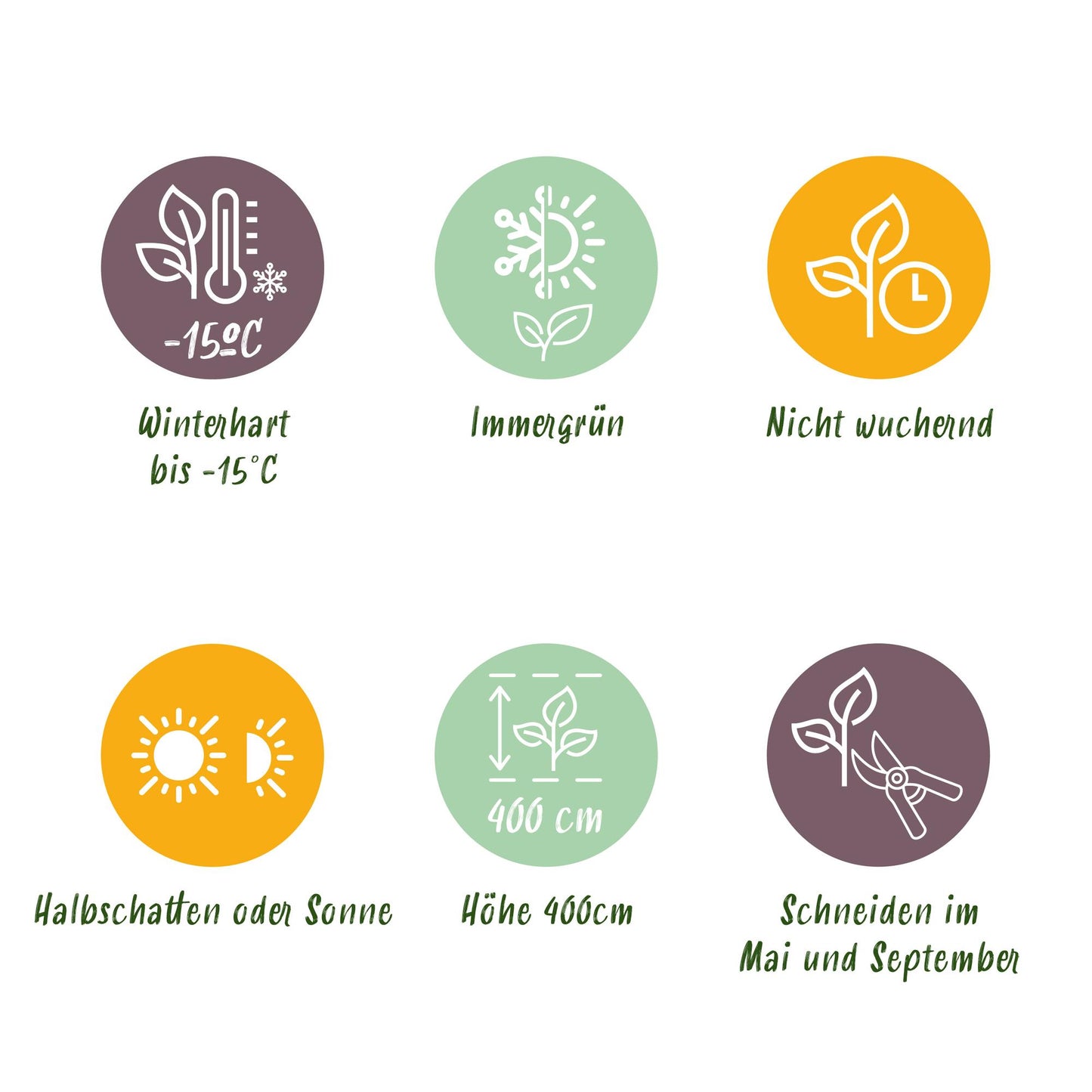 Green boutiQ - Hedge plants - Ligustrum ovalifolium Aureum - leaf yellow green - 8 plants - 1 linear meter - evergreen - pot 9cm height 35-40cm