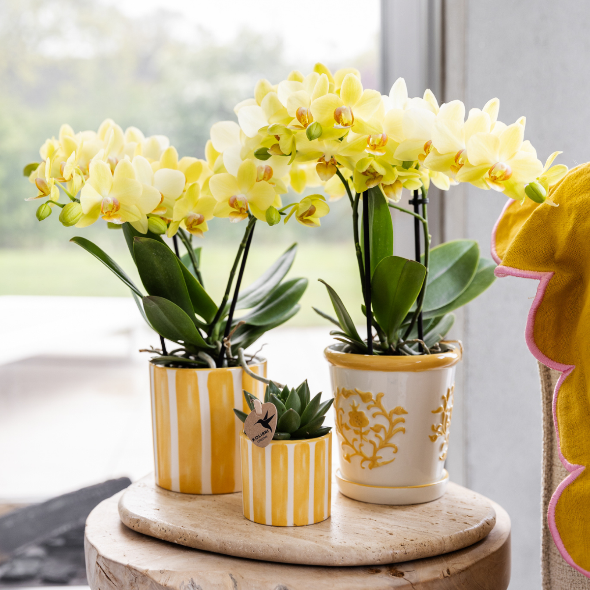 Hummingbird Orchids | yellow Phalaenopsis orchid - Albenga - pot size Ø9cm | flowering houseplant - fresh from the grower