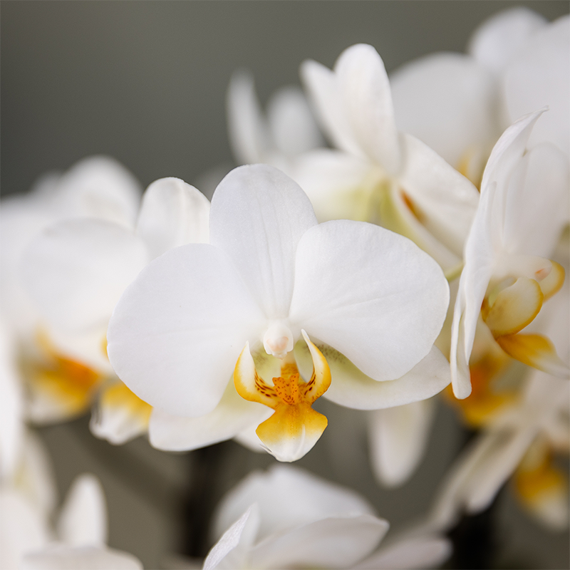 Surprise box mix - single-colored plant advantage box - surprise box with 2 orchids ø9cm