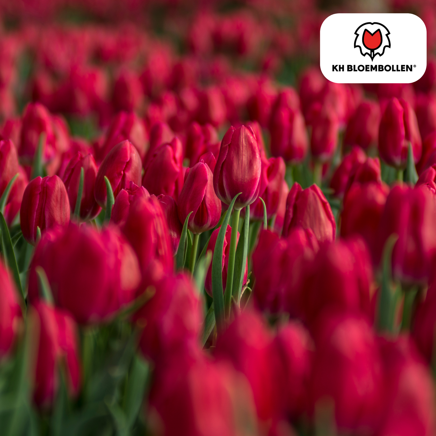 Tulpenbollen Ile de France – 20 Stuks