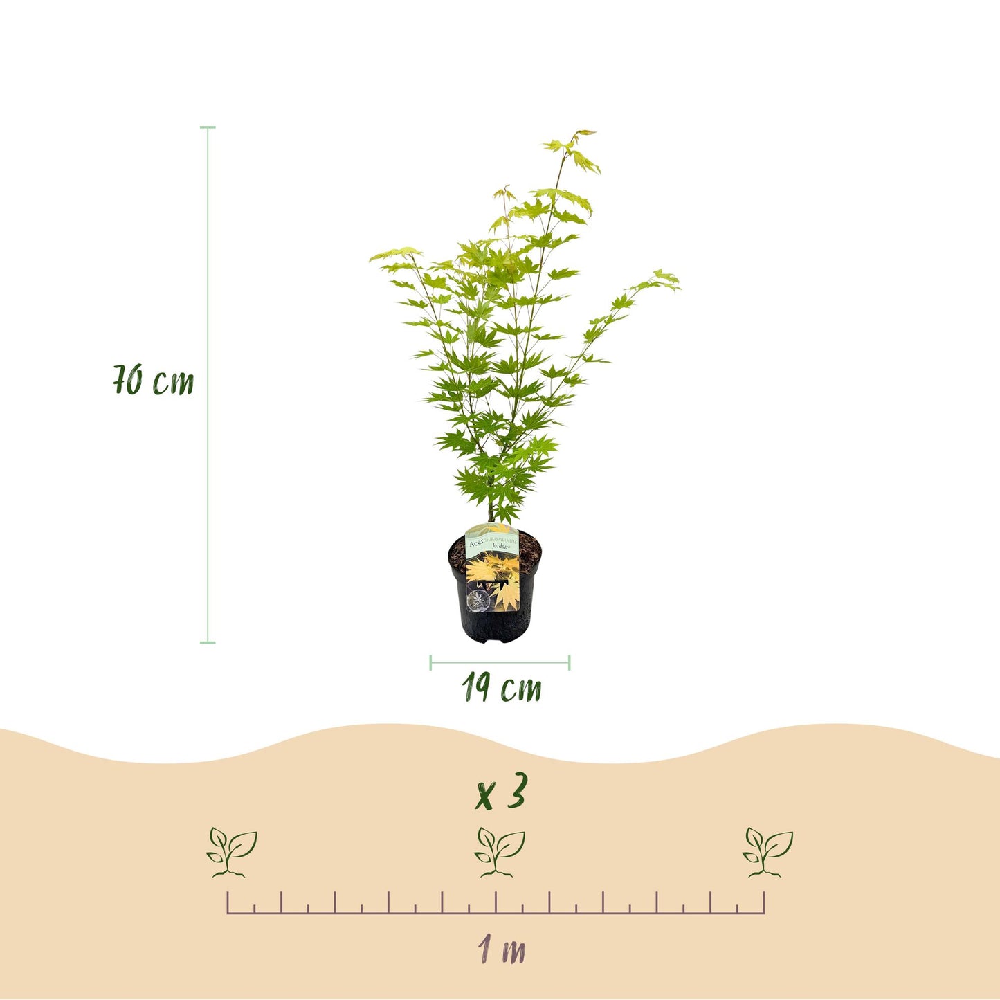 Green boutiQ - Terrace plant - Japanese Maple - Acer palmatum Jordan - Yellow - 2 Plants - Deciduous - Pot 19cm Height 70cm